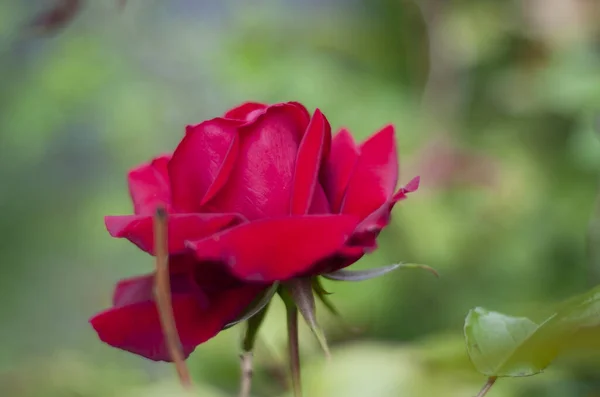 Primo Piano Una Rosa Rossa Uno Sfondo Sfocato — Foto Stock