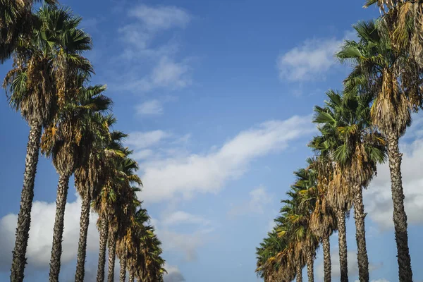 Palmiyelerle Dolu Bir Patika Mavi Gökyüzünde Palmiye Ağaçları — Stok fotoğraf