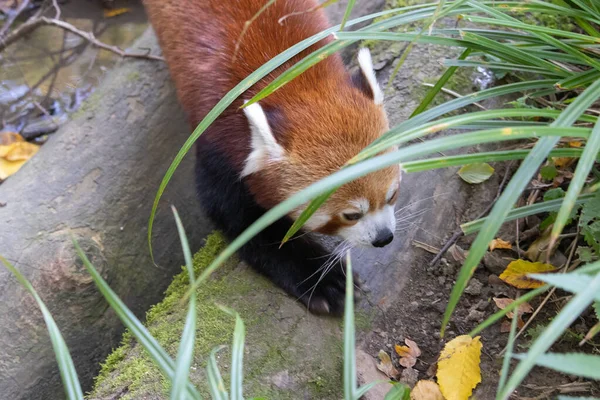 Widok Czerwonej Małej Pandy Jedzącej Bambus — Zdjęcie stockowe