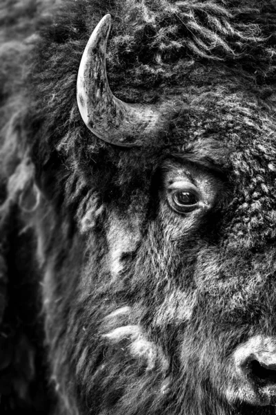 Vertical Grayscale Closeup Shot Buffalo Head — Stock Photo, Image