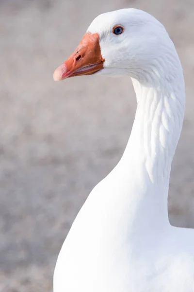 Vertical Closeup Shot White Goose Orange Beak — Stock Photo, Image