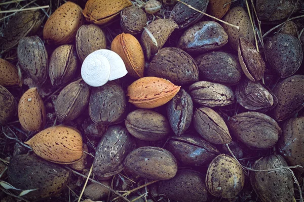Top View Almond Shells Ground — Stock Photo, Image