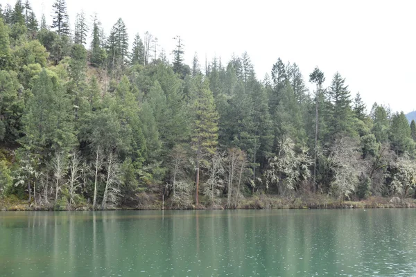 Une Forêt Pins Près Lac Avec Des Montagnes — Photo