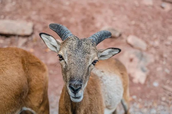 Adorable Mouflon Aux Cornes Dans Parc — Photo