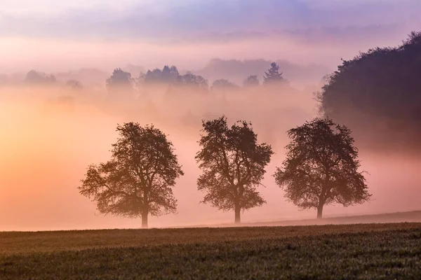 Uno Splendido Scenario Paesaggio Con Alberi Ricoperti Nebbia Tramonto — Foto Stock