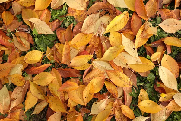 Tiro Ângulo Alto Folhas Caídas Durante Outono — Fotografia de Stock