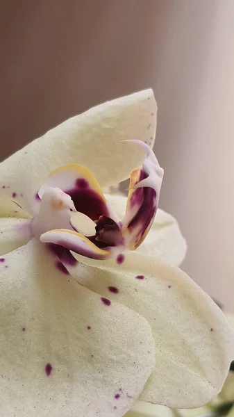 Vertical Shot White Orchid Sunlight Blurry Background — Stock Photo, Image