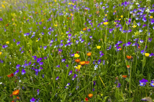 Eine Schöne Landschaft Von Wildblumen Einem Feld Tag — Stockfoto