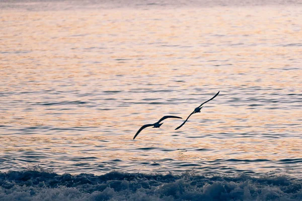 Eine Schöne Aufnahme Von Vögeln Die Über Das Meer Fliegen — Stockfoto