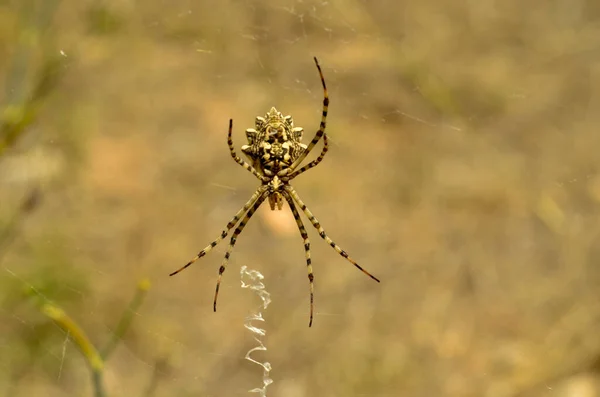 Ένα Κοντινό Πλάνο Μιας Αράχνης Στον Ιστό Της — Φωτογραφία Αρχείου