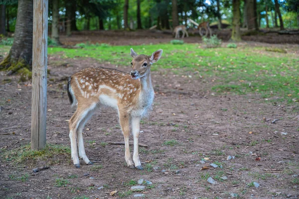 Ciervo Adorable Con Puntos Parque — Foto de Stock