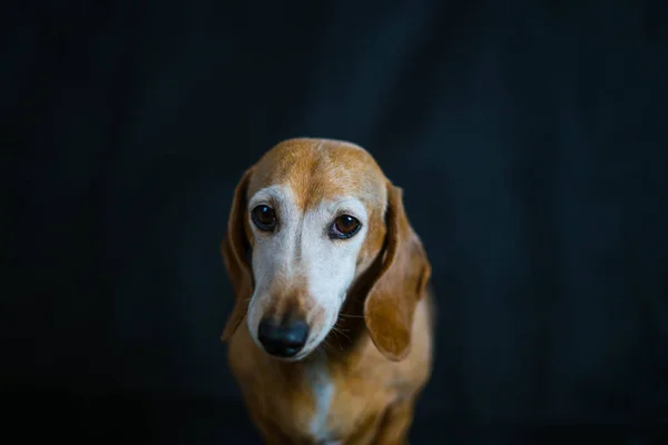 Porträt Eines Entzückenden Hundes Auf Schwarzem Hintergrund — Stockfoto