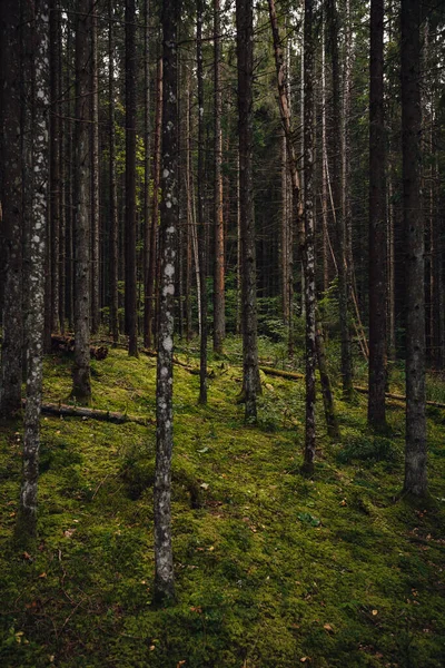 Uzun Ağaçlar Yeşilliklerle Dolu Bir Ormanın Dikey Görüntüsü — Stok fotoğraf