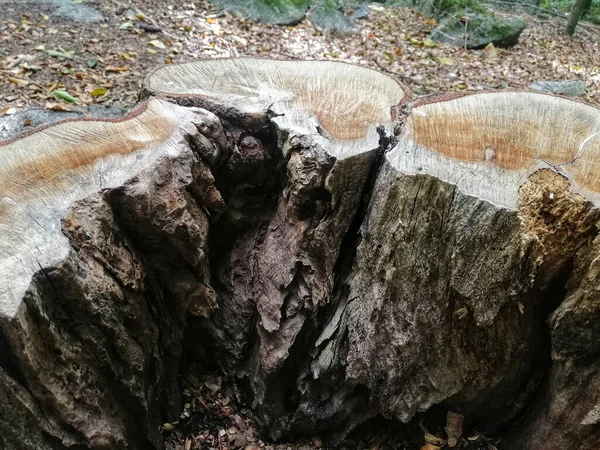 Nahaufnahme Von Abgesägten Baumstämmen Einem Wald — Stockfoto
