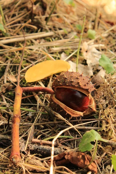 Een Verticaal Schot Van Kastanje Grond — Stockfoto