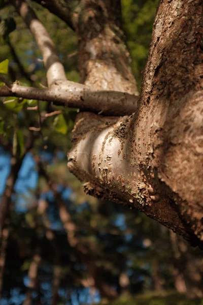 Μια Κάθετη Επιλεκτική Εστίαση Των Κλαδιών Των Δέντρων Στο Δάσος — Φωτογραφία Αρχείου
