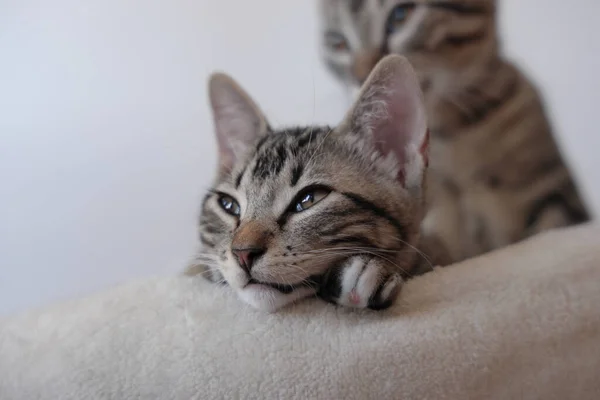 Yalancı Küçük Kedilere Yakın Çekim — Stok fotoğraf