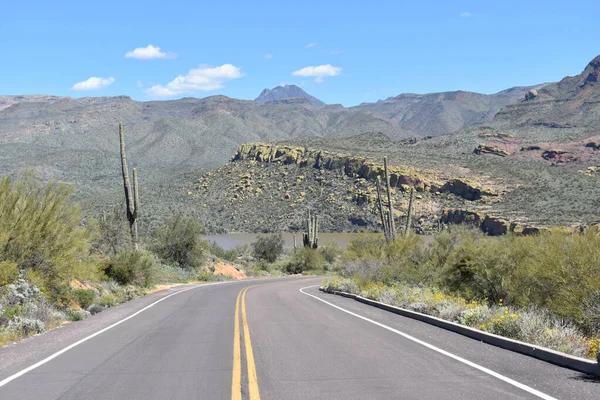 Una Sabana Con Cactus Gigantes Durante Día —  Fotos de Stock