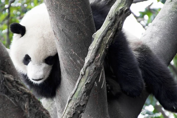 Egy Közeli Kép Egy Alvó Pandáról — Stock Fotó