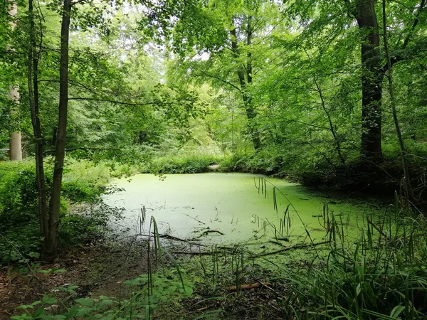 Een Shot Van Een Mossy Plas Een Woud — Stockfoto