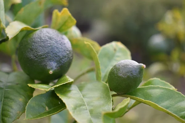 Primo Piano Selettivo Albero Limone Verde Con Suoi Frutti — Foto Stock