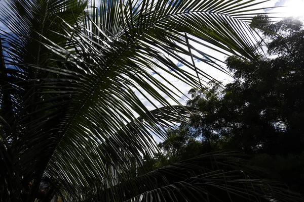 Primer Plano Ramas Palmera Perfecto Para Fondos Pantalla — Foto de Stock