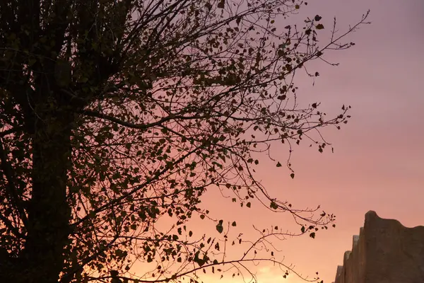 Fák Sziluettjei Egy Gyönyörű Naplementében Este — Stock Fotó