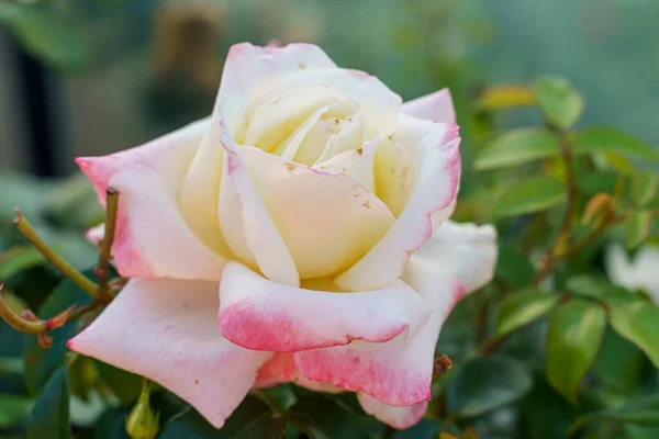 Крупним Планом Знімок Милої Троянди Під Сонячним Світлом — стокове фото