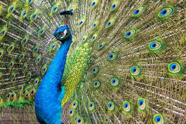 Крупный План Голубого Павлина Красочными Перьями — стоковое фото