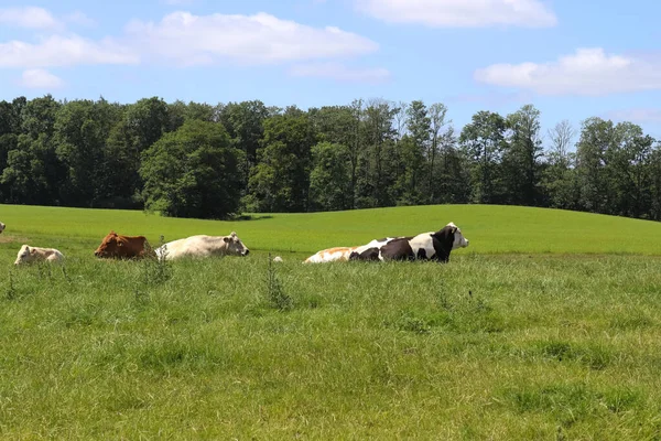 Μια Κοντινή Λήψη Αγελάδων Στο Χωράφι Την Ημέρα — Φωτογραφία Αρχείου