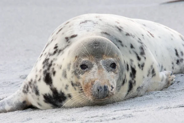 Die Entzückende Hafenrobbe Liegt Sandstrand — Stockfoto