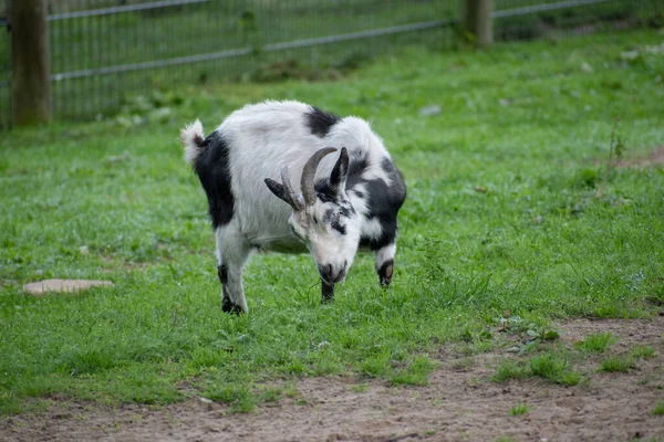 Une Jolie Chèvre Noire Blanche Avec Des Cornes Zoo — Photo