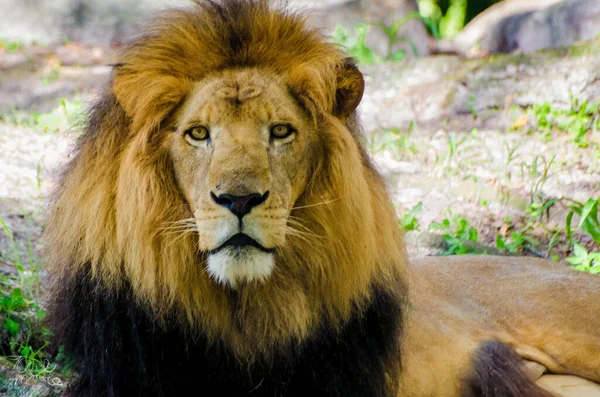 Tiro Perto Leão Num Jardim Zoológico — Fotografia de Stock