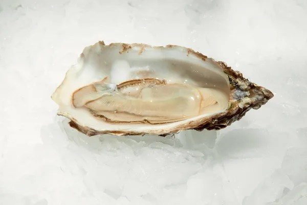Eine Nahaufnahme Köstlicher Chilenischer Austern Auf Eis Auf Dem Tisch — Stockfoto