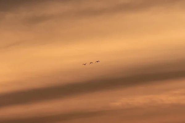 Uma Vista Bando Pássaros Voando Belo Céu Durante Pôr Sol — Fotografia de Stock