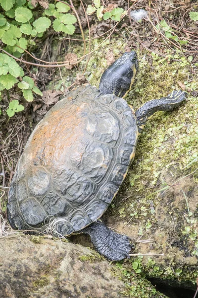 Colpo Verticale Tartaruga Paludosa Sulla Roccia — Foto Stock