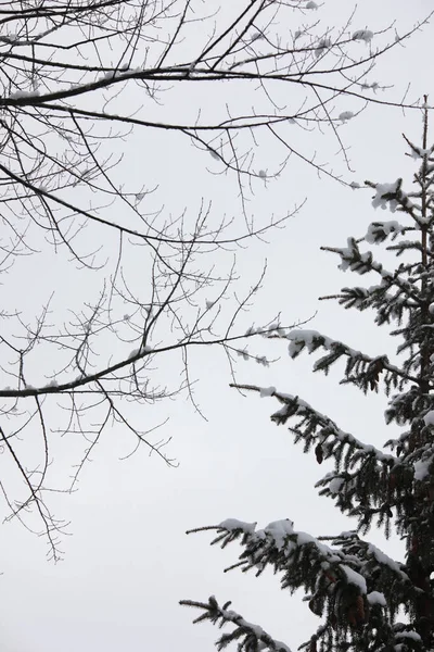 Ein Vertikaler Schuss Schneebedeckter Fichtenzweige — Stockfoto