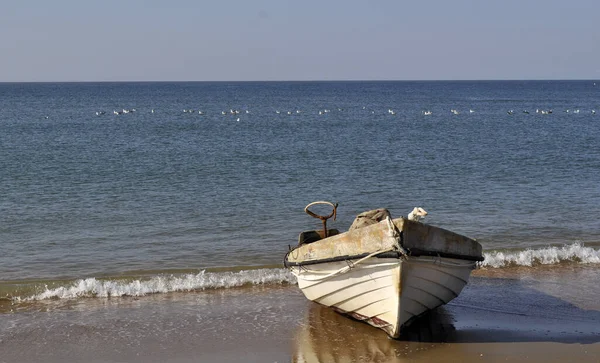 Старая Лодка Пляже Чаек Летящих Над Морем Фоновом Режиме — стоковое фото