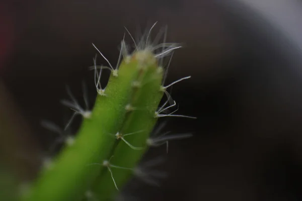 Primer Plano Una Pequeña Planta Cactus Sobre Fondo Borroso —  Fotos de Stock