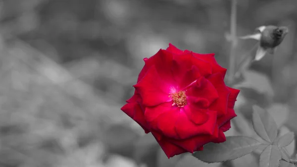 Eine Nahaufnahme Einer Roten Rose Isoliert Auf Grauem Hintergrund — Stockfoto