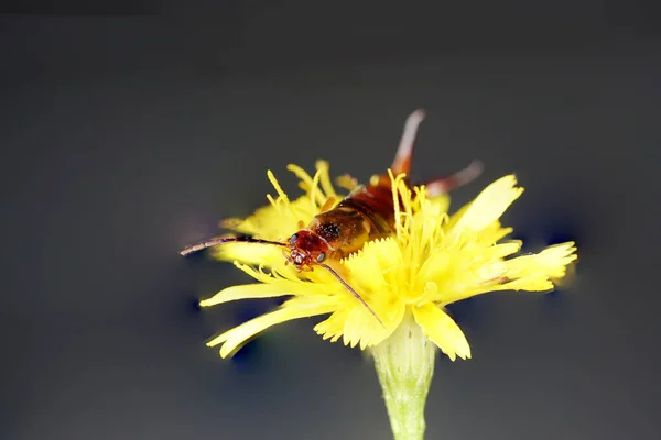 Focus Sélectif Insecte Sur Fleur Jaune — Photo