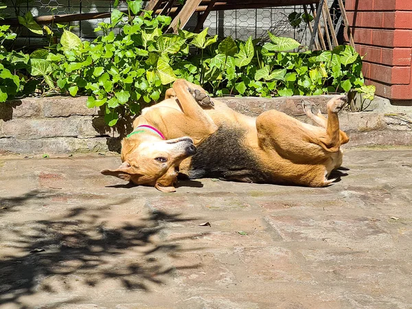 Perro Marrón Rodando Suelo — Foto de Stock