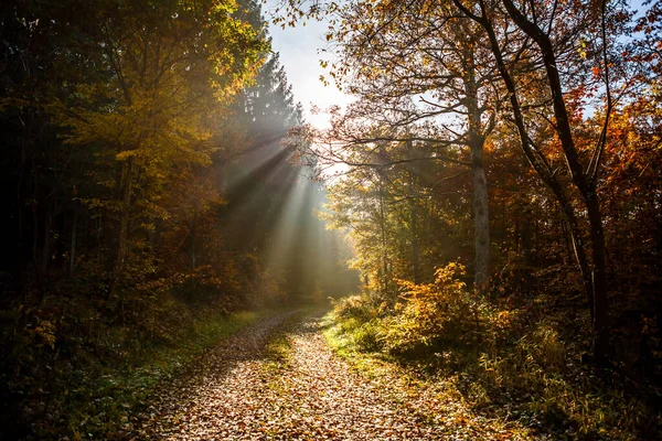 Een Prachtig Shot Van Zonnestralen Herfst Woud — Stockfoto