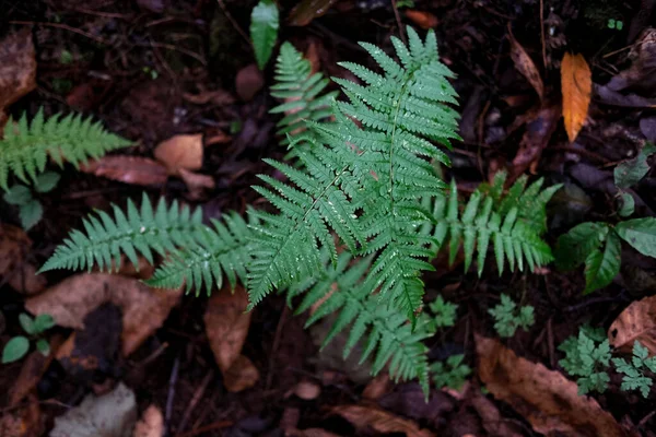 雨の後の森林植物のトップビューショット — ストック写真
