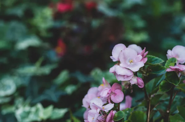 Güzel Bir Çiçeğin Yakın Plan Odak Fotoğrafı — Stok fotoğraf
