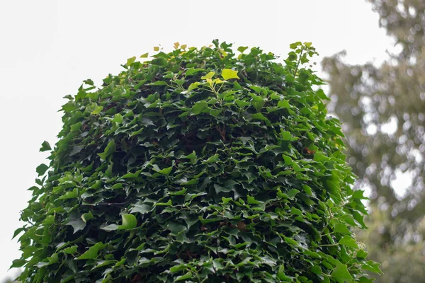 Plano Ángulo Bajo Árbol Sobre Fondo Borroso —  Fotos de Stock