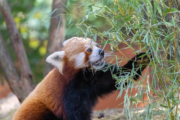 一只小熊猫吃竹子的照片 — 图库照片