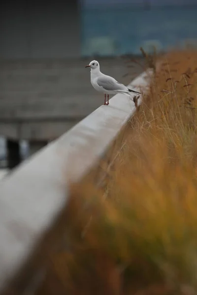 Disparo Vertical Una Gaviota — Foto de Stock