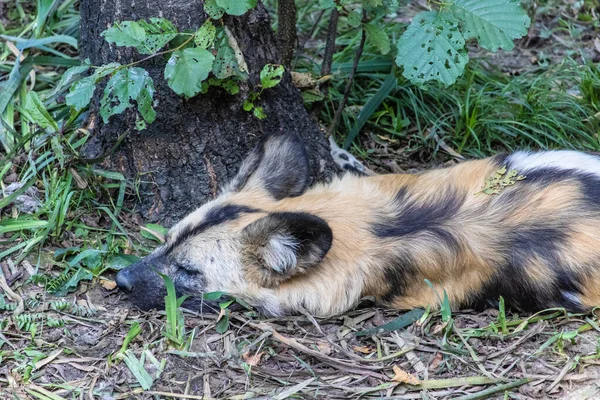 Zicht Slapende Hyena Grond — Stockfoto