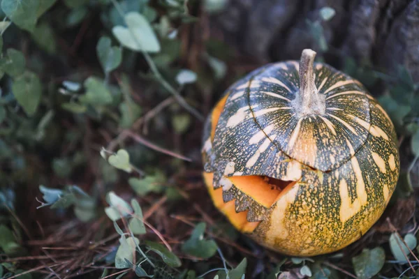 木の横の芝生の上に怖い顔をしたハロウィンカボチャ — ストック写真